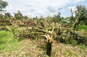 Trong những lúc khó khăn, sự hỗ trợ và đoàn kết là rất quan trọng. Chúng tôi hy vọng người dân Bảo Lộc sẽ sớm vượt qua thử thách này và khôi phục sản xuất, ổn định cuộc sống tại Bảo Lộc.