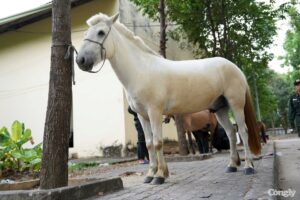 Sự kiện lễ diễu hành 30/4 không chỉ là hoạt động giải trí mà còn mang ý nghĩa tôn vinh các biểu tượng văn hóa, nhắc nhở chúng ta về giá trị của lịch sử dân tộc.